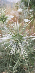 Echinops polyceras