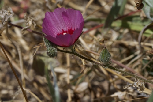 Image of Sidalcea keckii by (c) Arvel Hernandez, some rights reserved (CC BY)