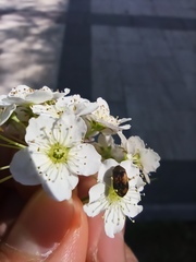Polyphaga