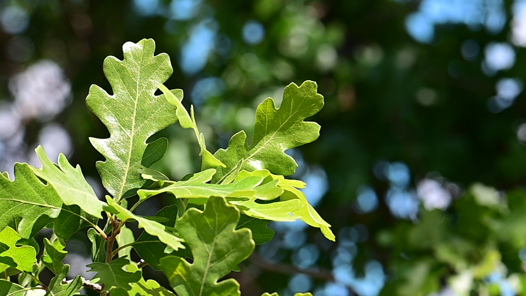 valley oak from Meiners Oaks, Ojai, Ventura County, US-CA, US on March ...