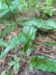 Hypochaeris maculata