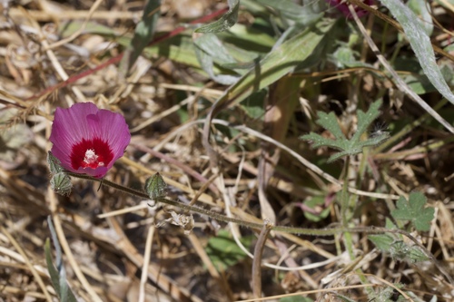 Image of Sidalcea keckii by (c) Arvel Hernandez, some rights reserved (CC BY)