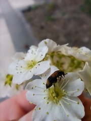 Polyphaga