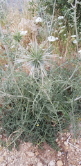 Echinops polyceras