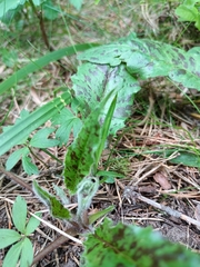 Hypochaeris maculata