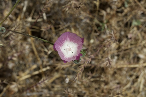 Image of Sidalcea keckii by (c) Arvel Hernandez, some rights reserved (CC BY)