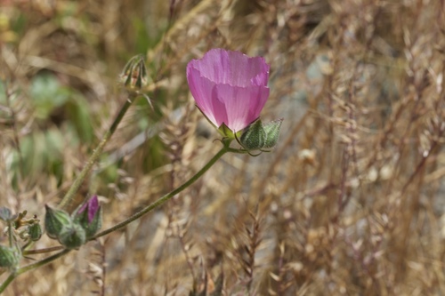Image of Sidalcea keckii by (c) Arvel Hernandez, some rights reserved (CC BY)