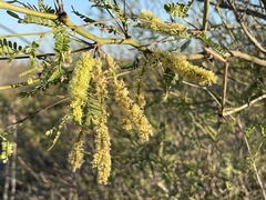 Prosopis articulata