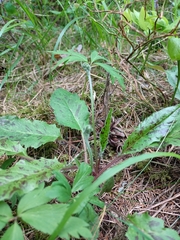 Hypochaeris maculata