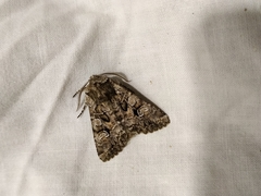 Pachetra sagittigera