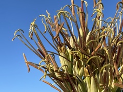 Agave datylio