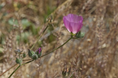 Image of Sidalcea keckii by (c) Arvel Hernandez, some rights reserved (CC BY)