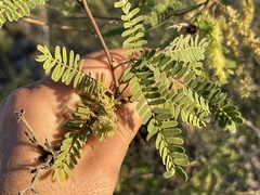 Prosopis articulata