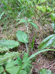 Hypochaeris maculata