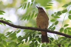 Turdus grayi