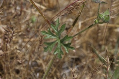 Sidalcea keckii