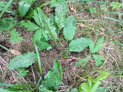 Hypochaeris maculata