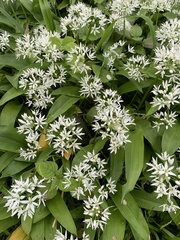 Allium ursinum