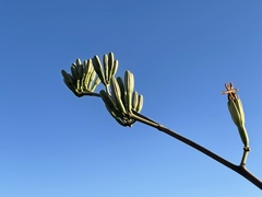 Agave datylio