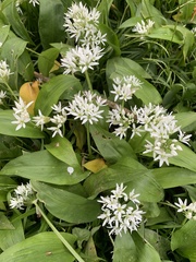 Allium ursinum