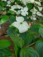 Cornus florida