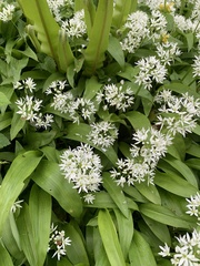 Allium ursinum