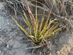 Agave datylio