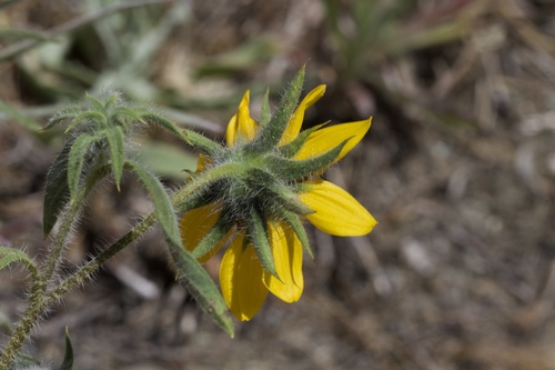 Image of Helianthus exilis by (c) Arvel Hernandez, some rights reserved (CC BY)