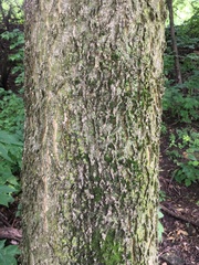 Celtis occidentalis