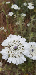 Artedia squamata