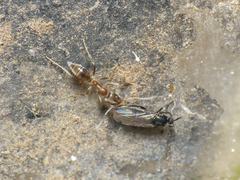 Scatopsinae