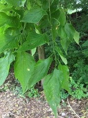 Celtis occidentalis