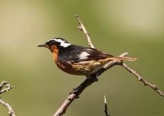Phoenicurus moussieri