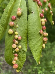 Phylloxera caryaeglobuli