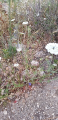 Artedia squamata