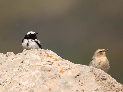 Collalba del Atlas (Oenanthe seebohmi)