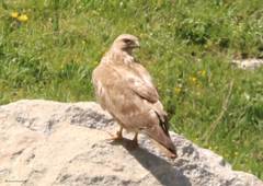 Buteo rufinus cirtensis