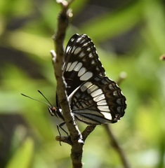 Limenitis weidemeyerii nevadae