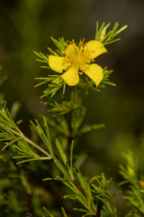 Hypericum fasciculatum