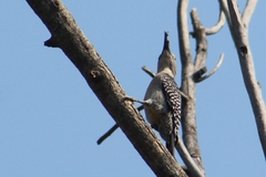 Melanerpes aurifrons