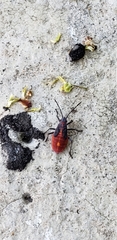 Boisea trivittata
