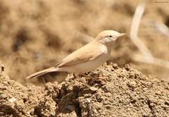 Curruca deserti