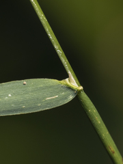 Polypogon