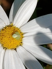 Misumena spinifera