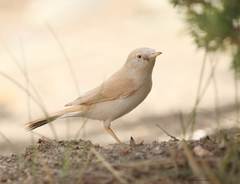 Curruca deserti