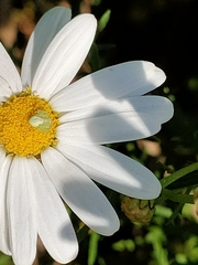 Misumena spinifera