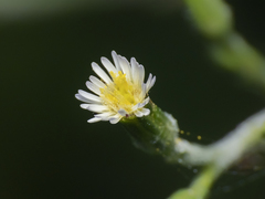 Symphyotrichum subulatum squamatum
