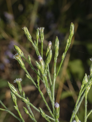 Symphyotrichum subulatum squamatum