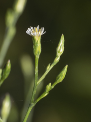 Symphyotrichum subulatum squamatum