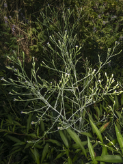 Symphyotrichum subulatum squamatum